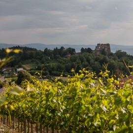 winnica-zamkowa-006