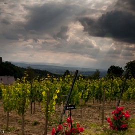 winnica-zamkowa-007