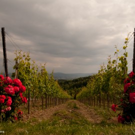 winnica-zamkowa-008